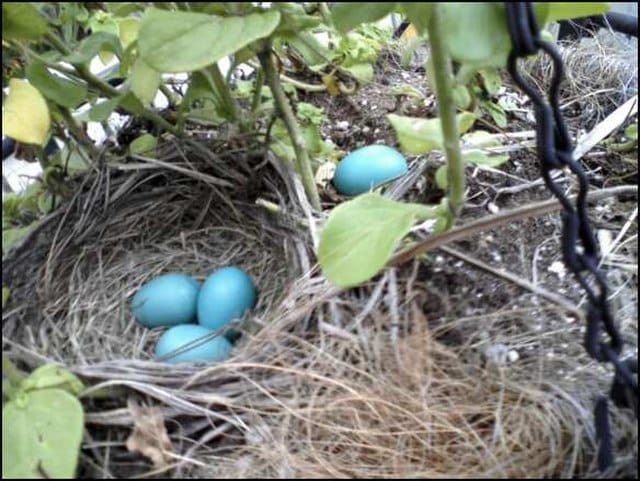 Robin Eggs in nest