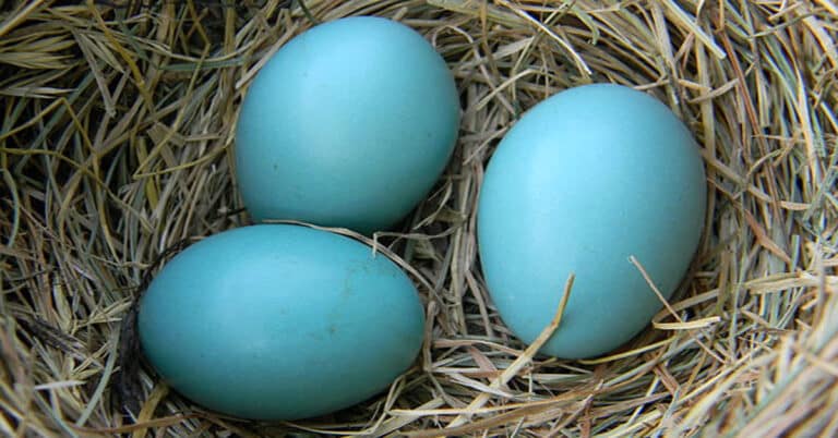 Robin Eggs – Precious & Existential Meaning of Color