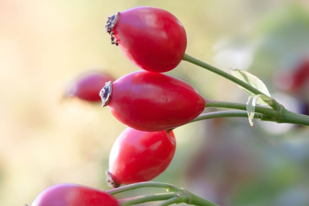 Rose Hip