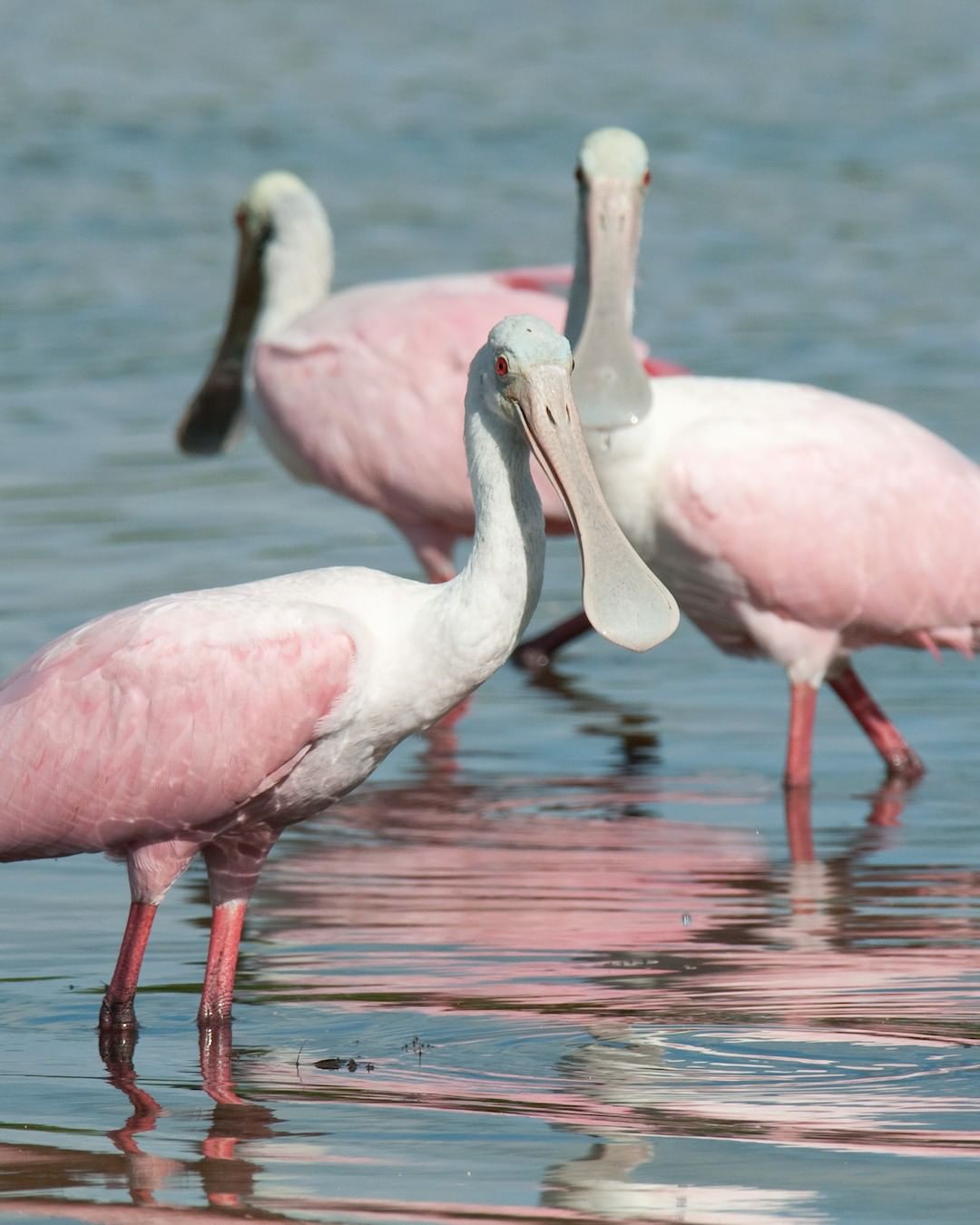 Animals That Start With R - Learn About Nature