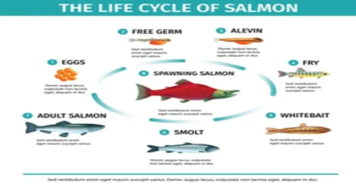 Salmon Life Cycle
