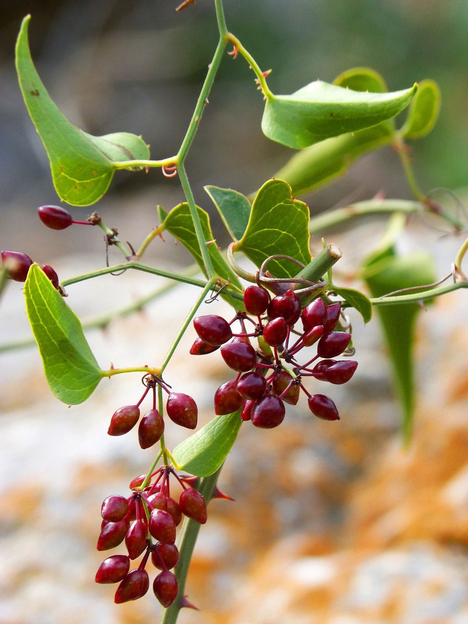 Sarsaparilla Learn About Nature