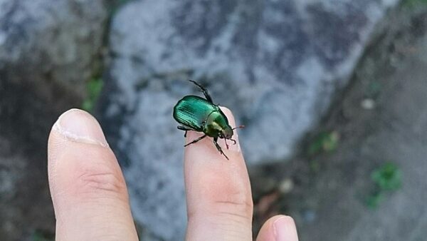 5 Lucky Insects That Indicate Excellent Fortune - Learn About Nature