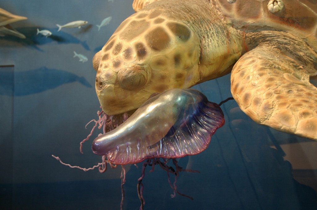 Sea Turtle Eating