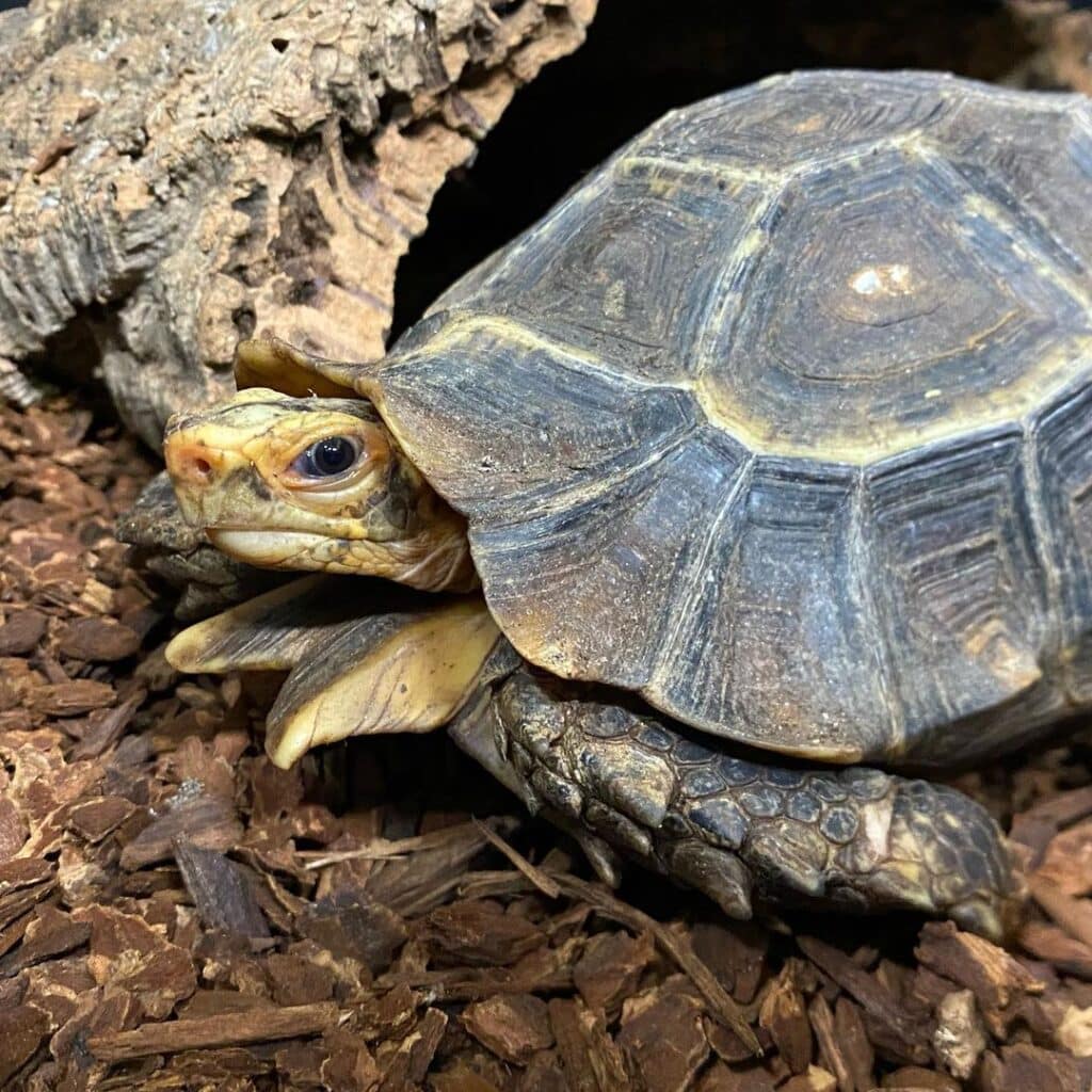 Serrated Hinge Back Tortoise