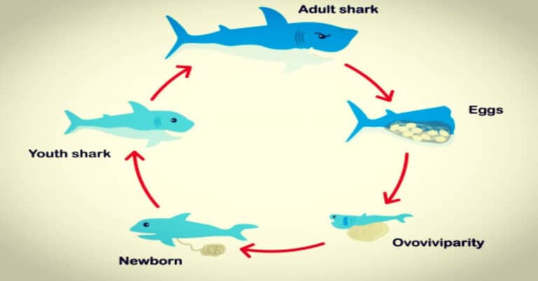 Shark Life Cycle – Lengthy and Slow Development