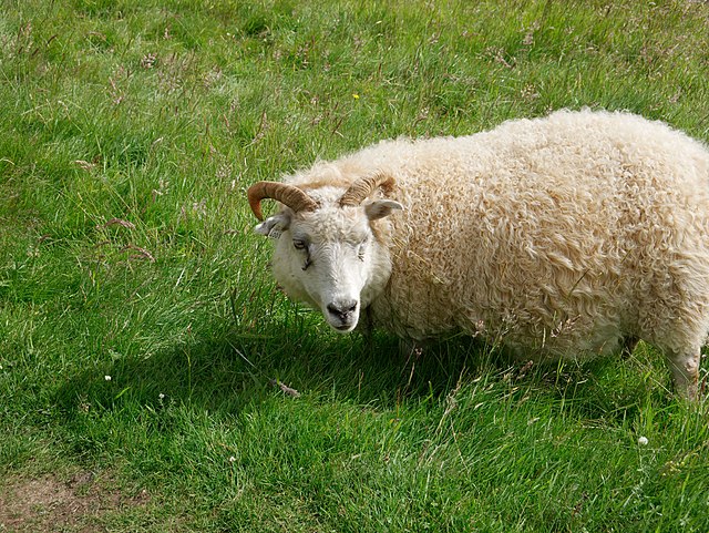 sheep on grass