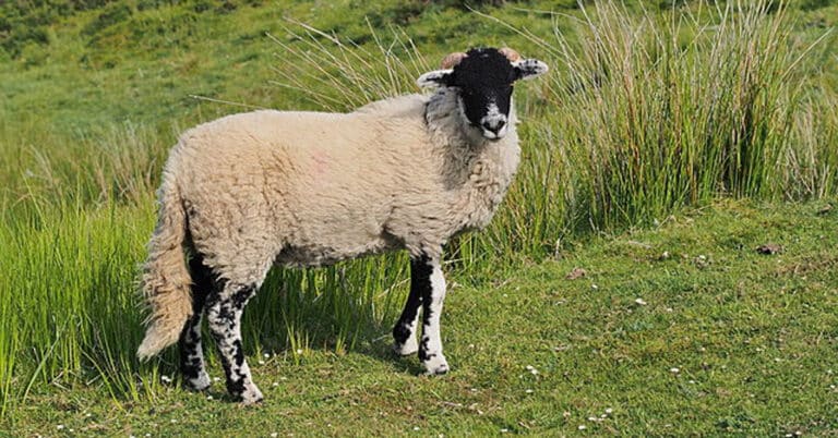 Sheep Names – 10+ Extraordinary and Funny Names