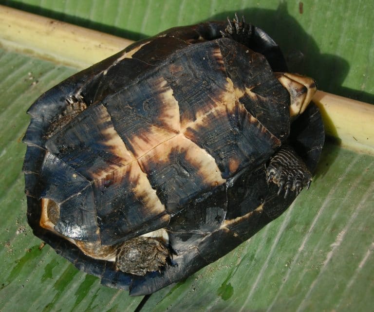 Black Marsh Turtle – Fresh Water and Terrestrial