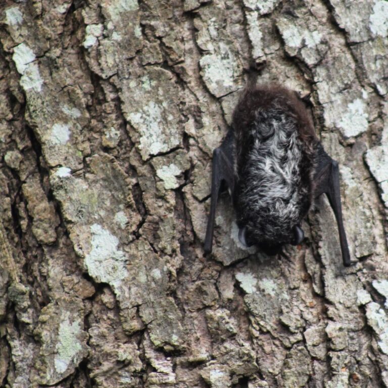The SilverHaired Bat Learn About Nature