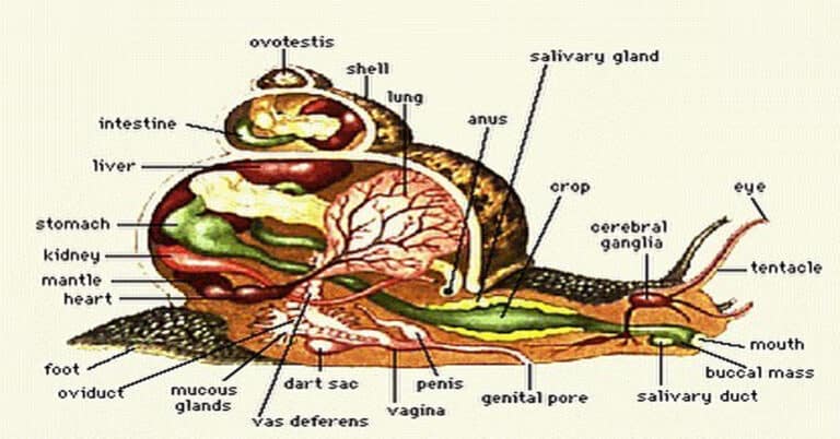 Snail Anatomy – All About Internal & External Organs