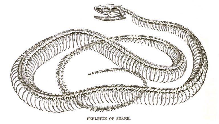 Snake Skeleton