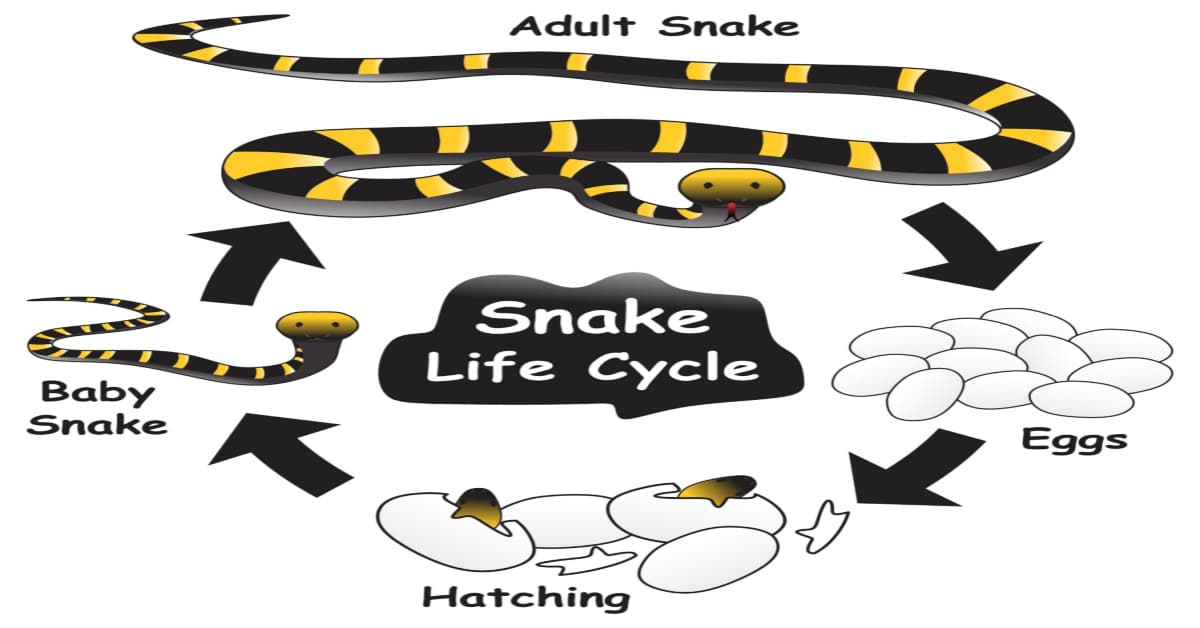Snake life cycle