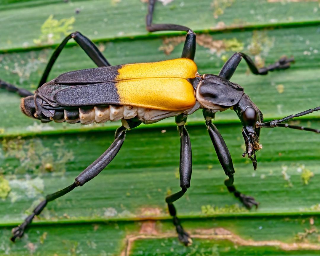 Soldier Beetle (Cantharidae) Learn About Nature