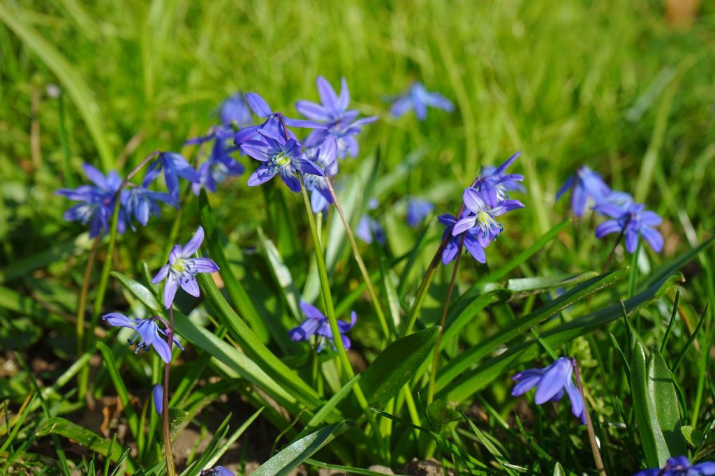 Squill