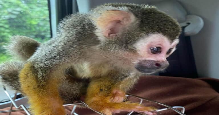 Squirrel Monkey – All About Smart And Weird Looking Mammal