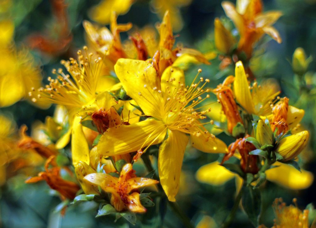 St John's Wort