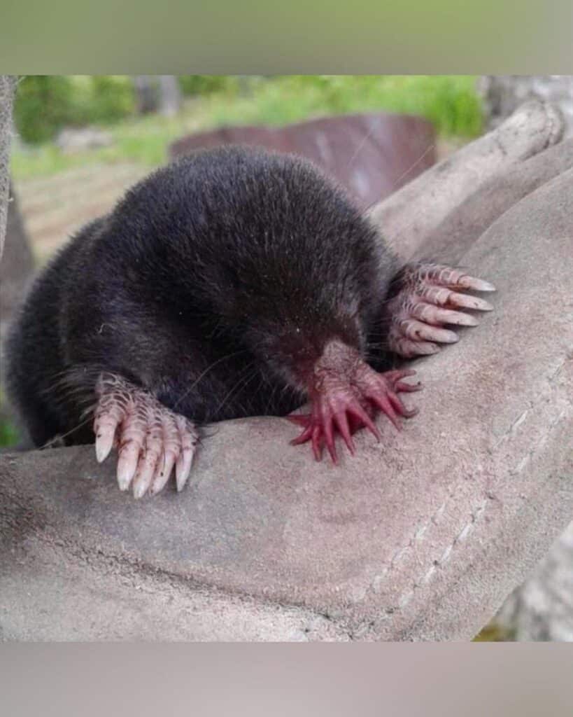 Star-Nosed Mole