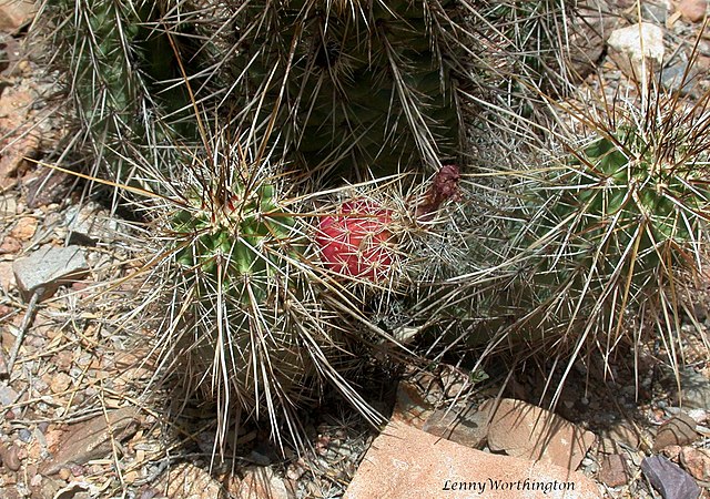 Strawberry Hedgehog Cactus