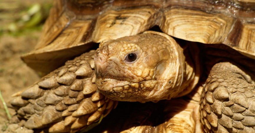 Sulcata Tortoise Learn About Nature,Wallaby Pet Price