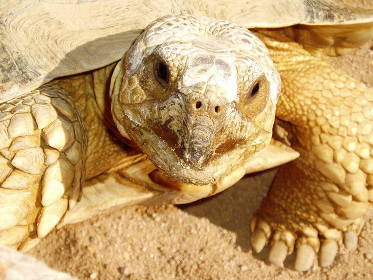 Planning to Buy a Baby Sulcata? Read This First