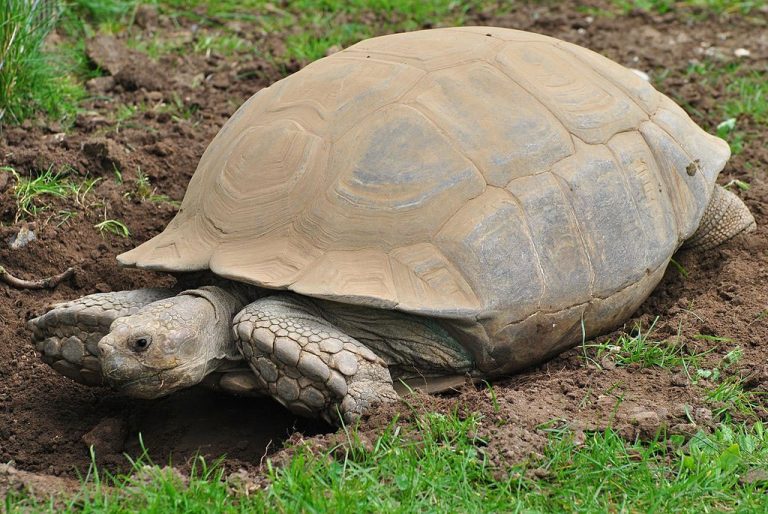 The Most Important Tortoise Care Everyone Should Know