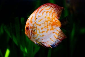 White Pigeon Blood Discus