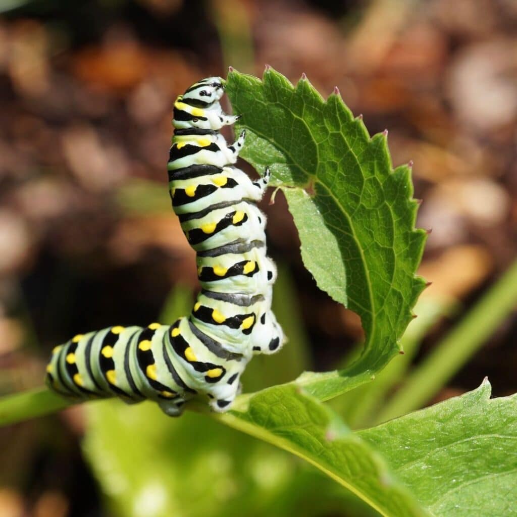 Swallowtail Caterpillars