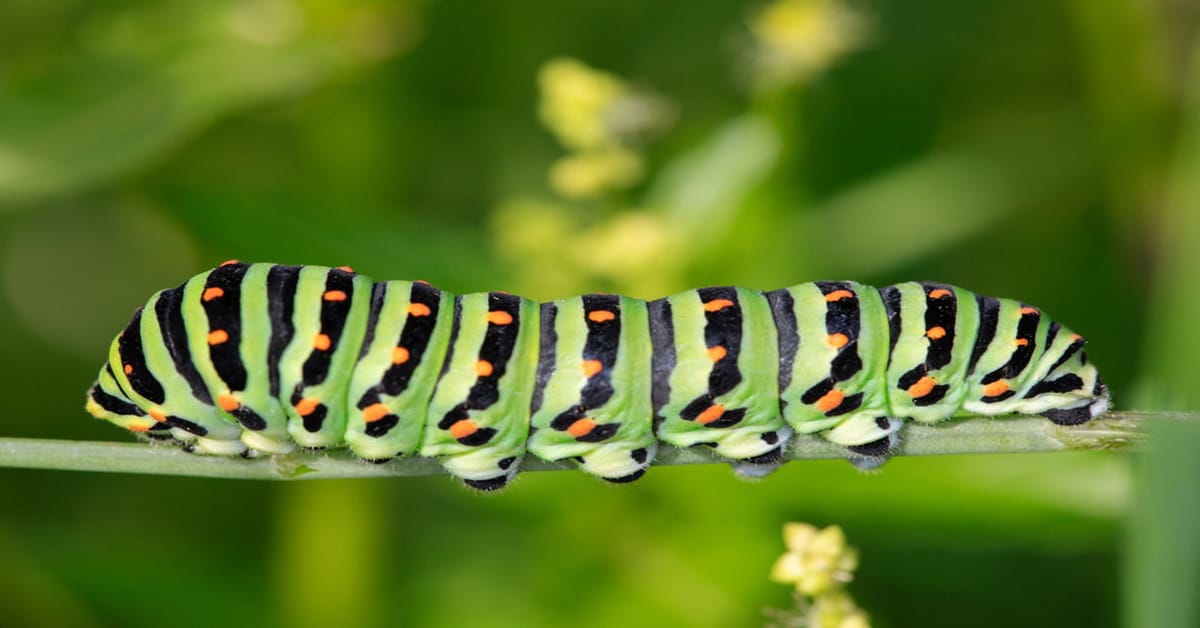 swallowtail caterpillar feeding on Fennel branches