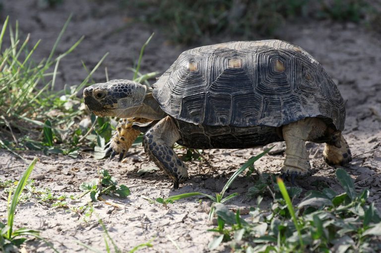 Texas Tortoise or Berlandier’s Tortoise