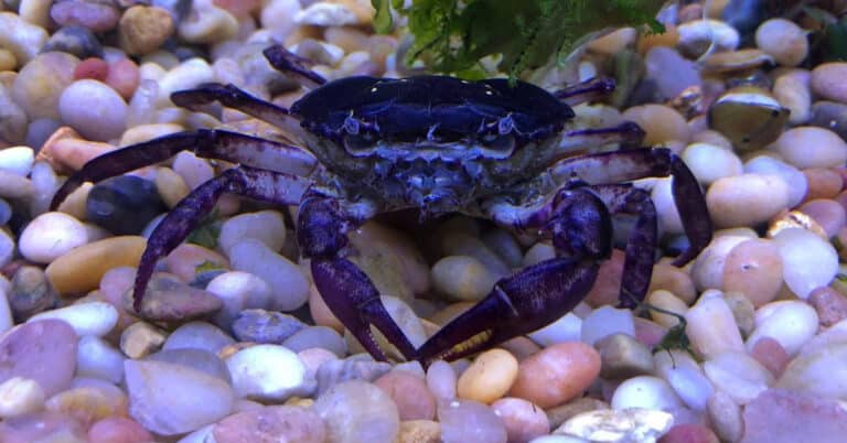 Thai Devil Crab – Behavior, Size, and Care Tips