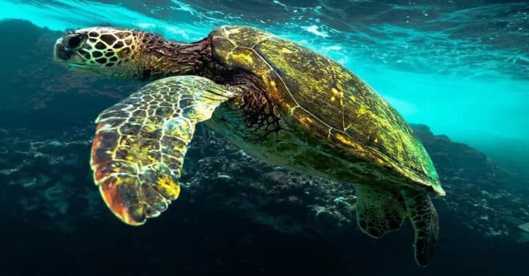 The Biggest Turtle In The World – Fascinating Facts You Didn’t Know
