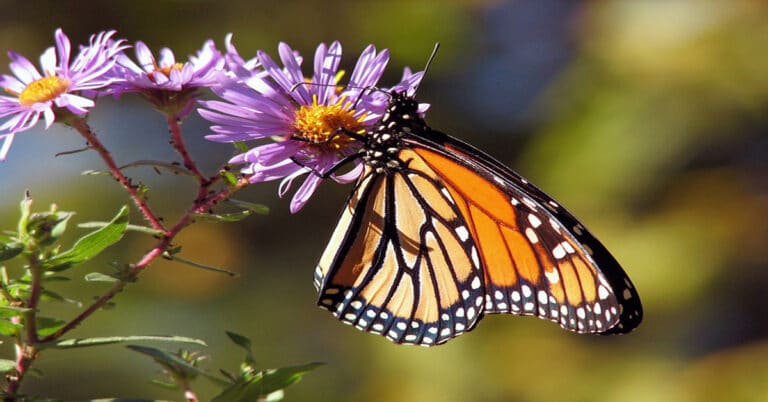 Monarch Butterfly – The King of Butterflies and His Royal Family