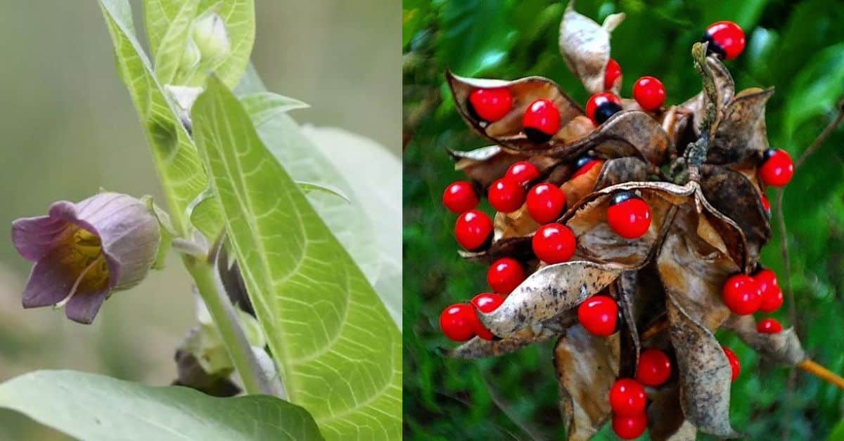 The Most Poisonous Plants on the Planet