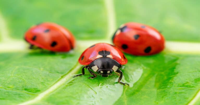 Ladybug Facts