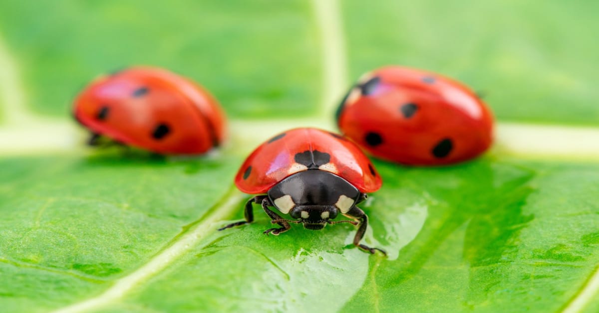 Three Ladybugs on Leaf