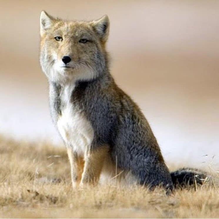 Tibetan foxes