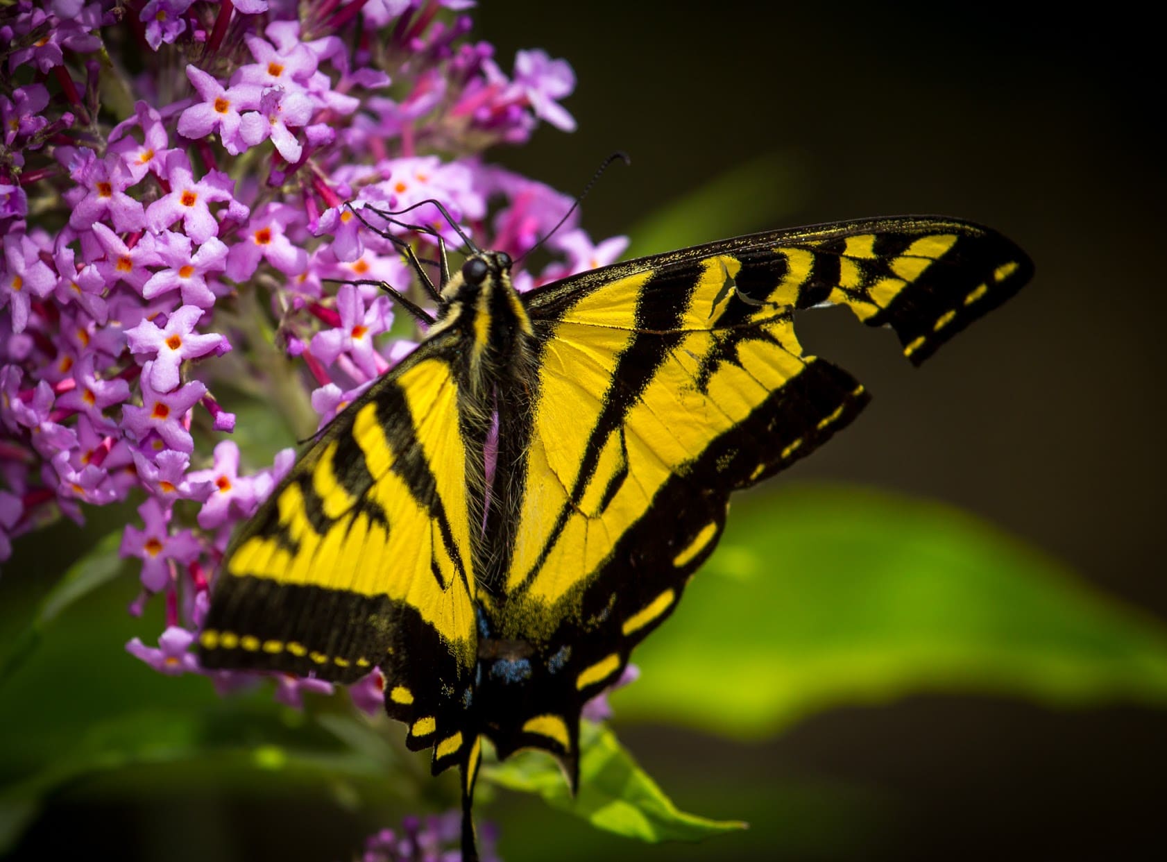 Tiger Swallowtail Butterfly 1