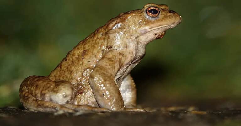 Toad Life Cycle – Development Stages of Weird-Looking Frog