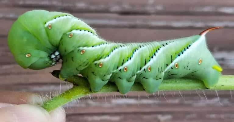 Tomato Hornworm Life Cycle & Tips to Prevent