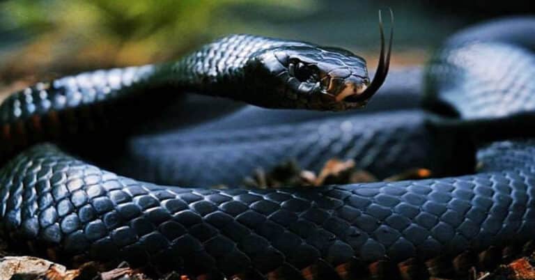 Top 10 Most Venomous Snakes on the Planet