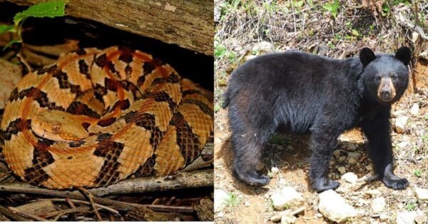 Top 5 Most Dangerous Animals in Pennsylvania to Stay Away From
