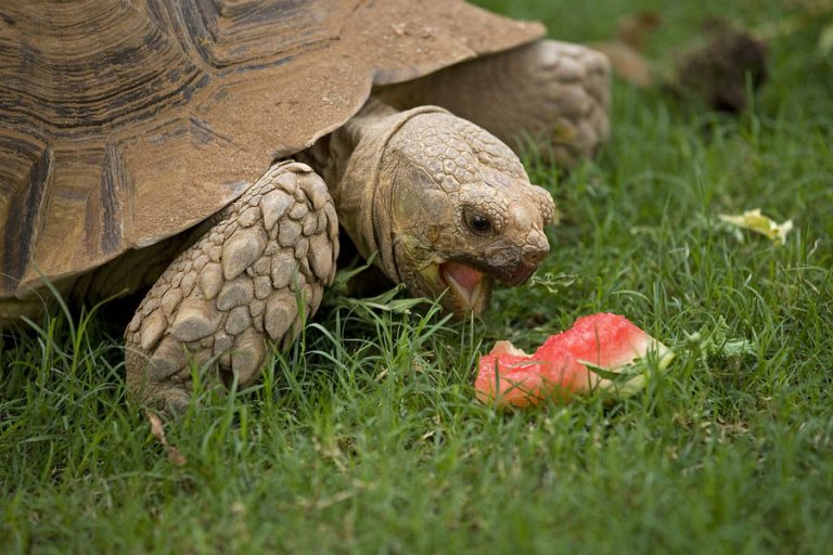 Tortoises for Sale – Where to Buy