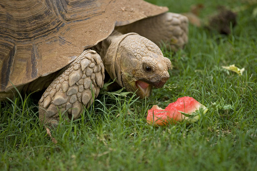 Tortoise Eating Watermelon