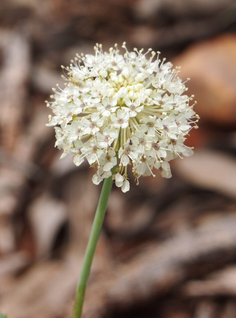 Blue Lace Flower – Closely Resembling Queen Anne’s Lace