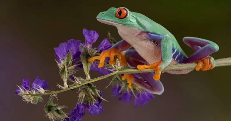 Tree Frogs – All-About Small & Mighty Amphibians