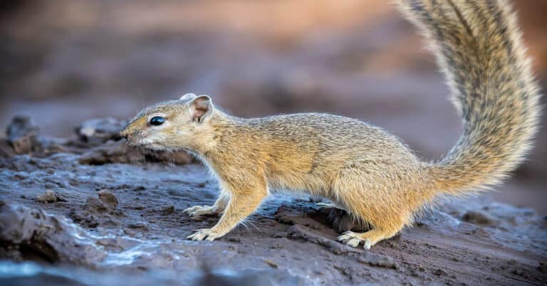 Tree Squirrel – All About Cute And Snappy Mammals