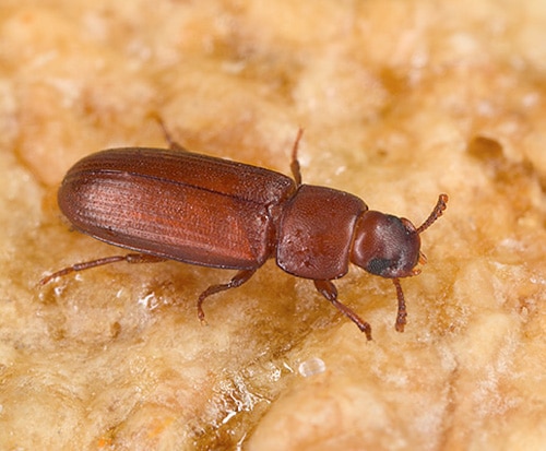 Red Flour Beetle