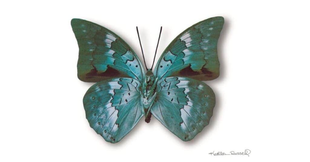 Turquoise Demaphoon