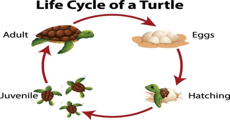 Turtle Life Cycle